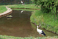 コウノトリの郷公園